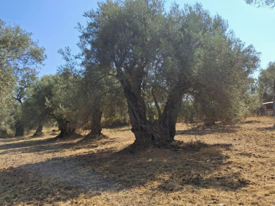 Lefkas_Terra_Olive_02.jpg