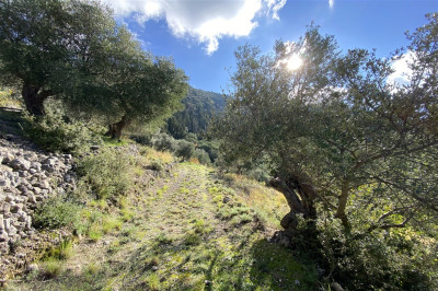 AgNikitasGardenOlivetrees003.jpg